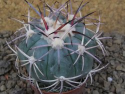 Echinocactus horizonthalonius květináč 5,5 cm Barrel cactus - 12414854