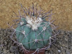 Echinocactus horizonthalonius květináč 5,5 cm Barrel cactus - 12414855