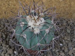 Echinocactus horizonthalonius květináč 5,5 cm Barrel cactus - 12414856