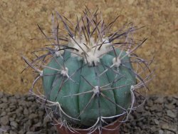 Echinocactus horizonthalonius květináč 5,5 cm Barrel cactus