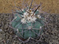 Echinocactus horizonthalonius květináč 5,5 cm Barrel cactus - 12414858