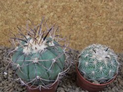 Echinocactus horizonthalonius květináč 5,5 cm Barrel cactus - 12414859