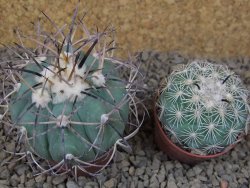 Echinocactus horizonthalonius květináč 5,5 cm Barrel cactus - 12414860