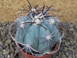 Echinocactus horizonthalonius květináč 5,5 cm Barrel cactus - 12414861
