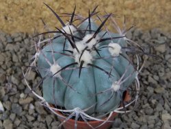 Echinocactus horizonthalonius květináč 5,5 cm Barrel cactus - 12414862