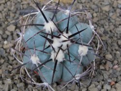 Echinocactus horizonthalonius květináč 5,5 cm Barrel cactus - 12414863