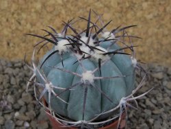 Echinocactus horizonthalonius květináč 5,5 cm Barrel cactus