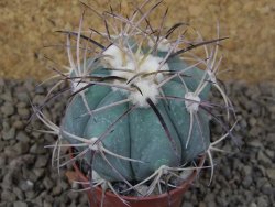 Echinocactus horizonthalonius květináč 5,5 cm Barrel cactus - 12414865