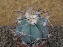 Echinocactus horizonthalonius květináč 5,5 cm Barrel cactus