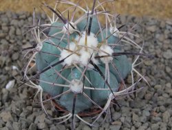 Echinocactus horizonthalonius květináč 5,5 cm Barrel cactus - 12414867