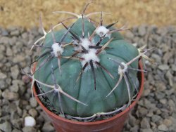 Echinocactus horizonthalonius květináč 5,5 cm Barrel cactus - 12414868