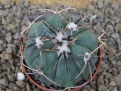 Echinocactus horizonthalonius květináč 5,5 cm Barrel cactus - 12414869