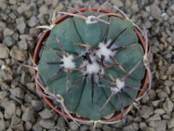 Echinocactus horizonthalonius květináč 5,5 cm Barrel cactus