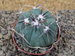 Echinocactus horizonthalonius květináč 5,5 cm Barrel cactus - 12414871