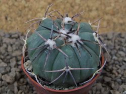 Echinocactus horizonthalonius květináč 5,5 cm Barrel cactus - 12414872
