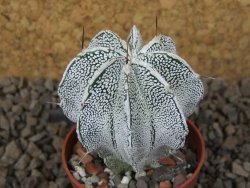 Astrophytum Dinosaur (Fukurio Hannya) květináč 5,5 cm