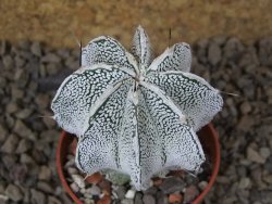 Astrophytum Dinosaur (Fukurio Hannya) květináč 5,5 cm - 12414889