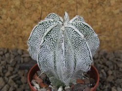 Astrophytum Dinosaur (Fukurio Hannya) květináč 5,5 cm - 12414890