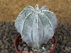 Astrophytum Dinosaur (Fukurio Hannya) květináč 5,5 cm - 12414891