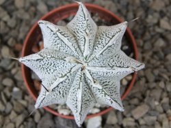 Astrophytum Dinosaur (Fukurio Hannya) květináč 5,5 cm - 12414892