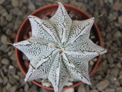 Astrophytum Dinosaur (Fukurio Hannya) květináč 5,5 cm - 12414893