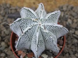 Astrophytum Dinosaur (Fukurio Hannya) květináč 5,5 cm - 12414894