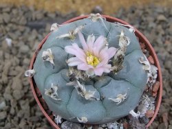 Lophophora williamsii květináč 6,5 cm - 12414911