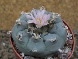 Lophophora williamsii květináč 6,5 cm - 12414912