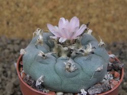 Lophophora williamsii květináč 6,5 cm