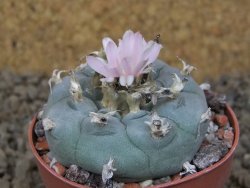 Lophophora williamsii květináč 6,5 cm - 12414914