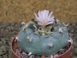 Lophophora williamsii květináč 6,5 cm - 12414915