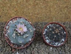 Lophophora williamsii květináč 6,5 cm - 12414916