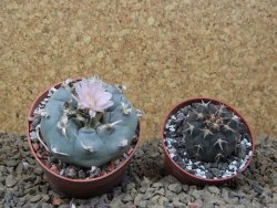 Lophophora williamsii květináč 6,5 cm - 12414917