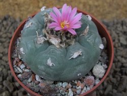 Lophophora fricii květináč 6,5 cm