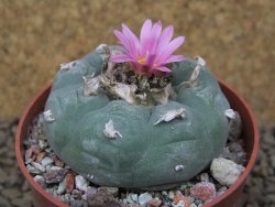 Lophophora fricii květináč 6,5 cm - 12414938