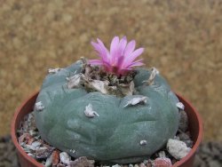 Lophophora fricii květináč 6,5 cm - 12414939