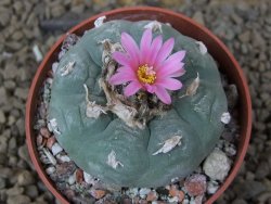 Lophophora fricii květináč 6,5 cm - 12414940