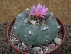 Lophophora fricii květináč 6,5 cm - 12414941