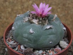 Lophophora fricii květináč 6,5 cm - 12414942