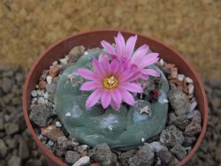 Lophophora fricii květináč 6,5 cm - 12414943