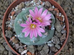 Lophophora fricii květináč 6,5 cm - 12414944