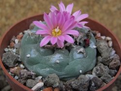 Lophophora fricii květináč 6,5 cm