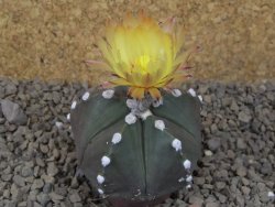 Astrophytum Z Jasenné, 5,5 cm