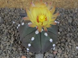 Astrophytum Z Jasenné, 5,5 cm - 12414947