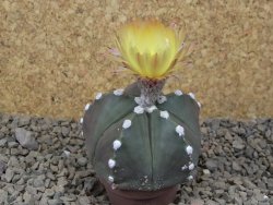 Astrophytum Z Jasenné, 5,5 cm - 12414948