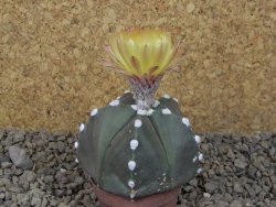 Astrophytum Z Jasenné, 5,5 cm - 12414949