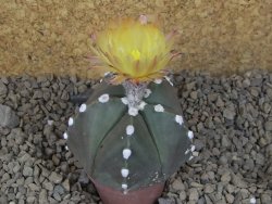 Astrophytum Z Jasenné, 5,5 cm - 12414950