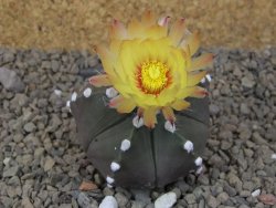 Astrophytum Z Jasenné, 5,5 cm - 12414951