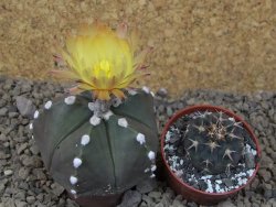 Astrophytum Z Jasenné, 5,5 cm - 12414952