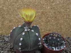 Astrophytum Z Jasenné, 5,5 cm - 12414953